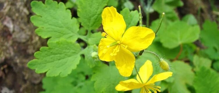 celandine for the treatment of psoriasis in the beginning