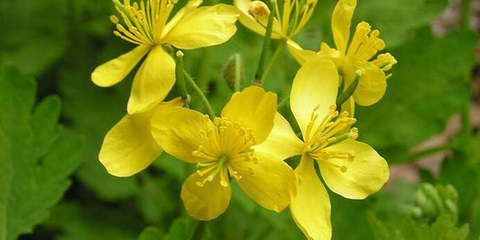 herb celandine with psoriasis on the elbows